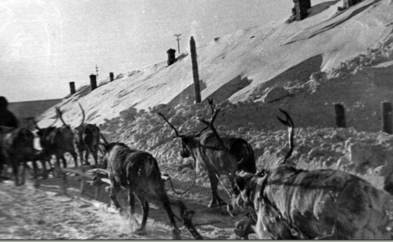 Транспортировка грузов на оленях в порту. с. Дудинка, 1940-е годы. (Фотография из фондов Таймырского краеведческого музея) 